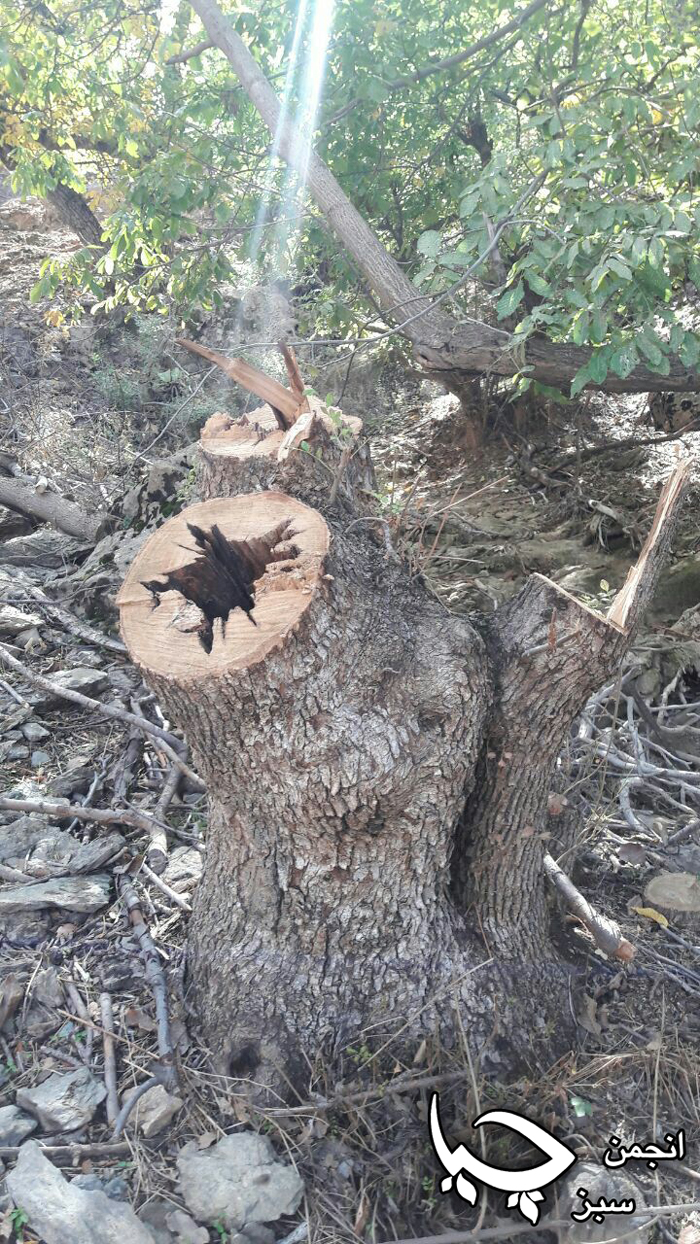 تێک دانی ژینگە و دارستان بە مەبەستی بەرهەمهێنانی ” خەڵووز “