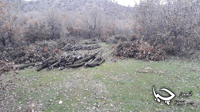 تخریب جنگلهای باشماخ مریوان