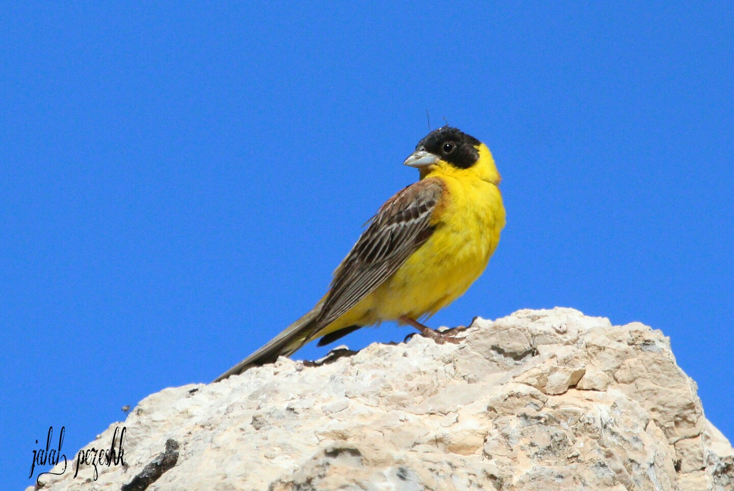 زردپره سر سیاه