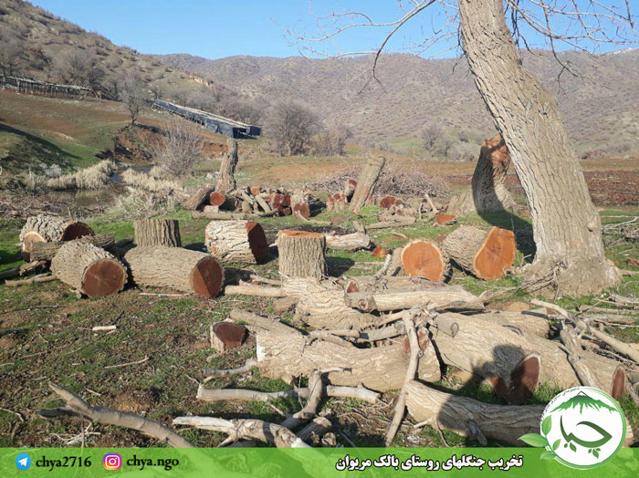 تخریب جنگلهای روستای بالک مریوان