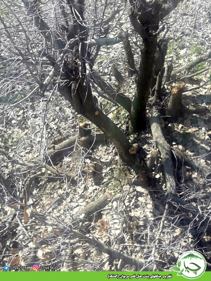 تخریب جنگلهای پشت هتل قصر مریوان (گەنکە) توسط سودجویان