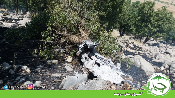 آتشسوزی جنگل – وەیسە‌