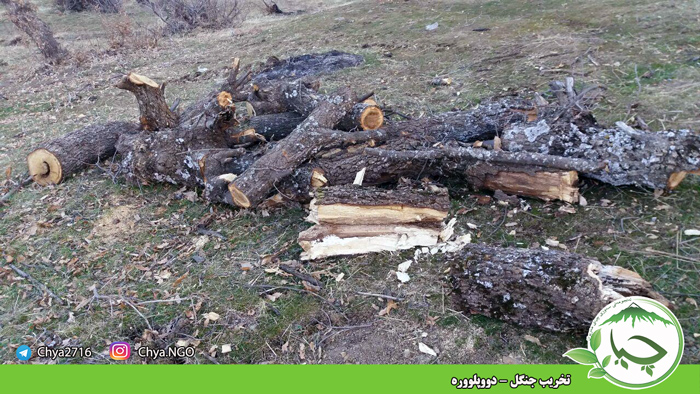 تخریب و قطع درختان جنگلهای روستای “دووپلوورە”