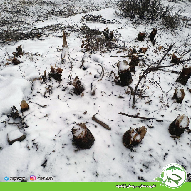 تخریب جنگل – روستای ئێنگیجە