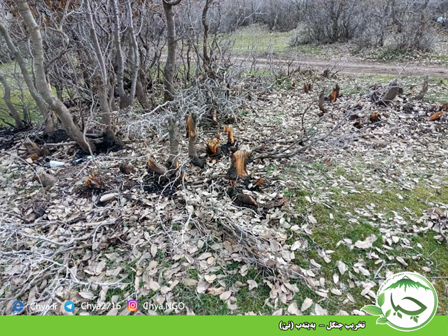 تخریب جنگل –  به‌یته‌ب (نێ)