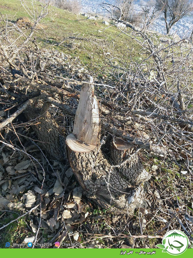 تخریب جنگل –   کانی گوێز