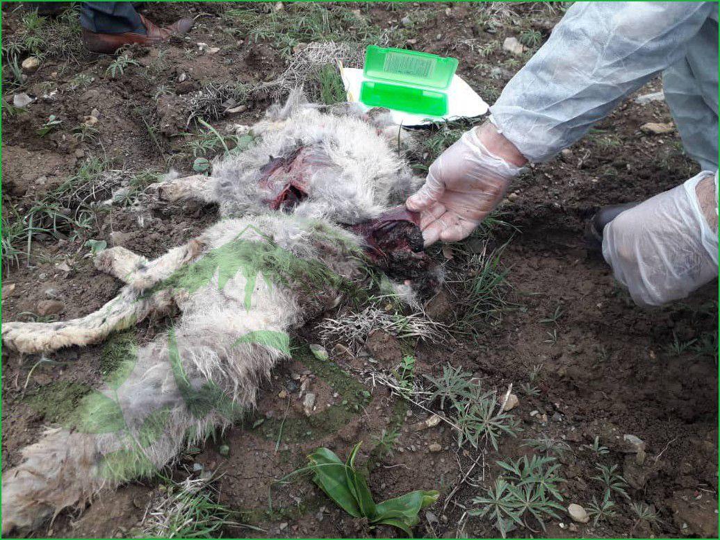 تلفات تعدادی روباە در منطقه سرشیو مریوان