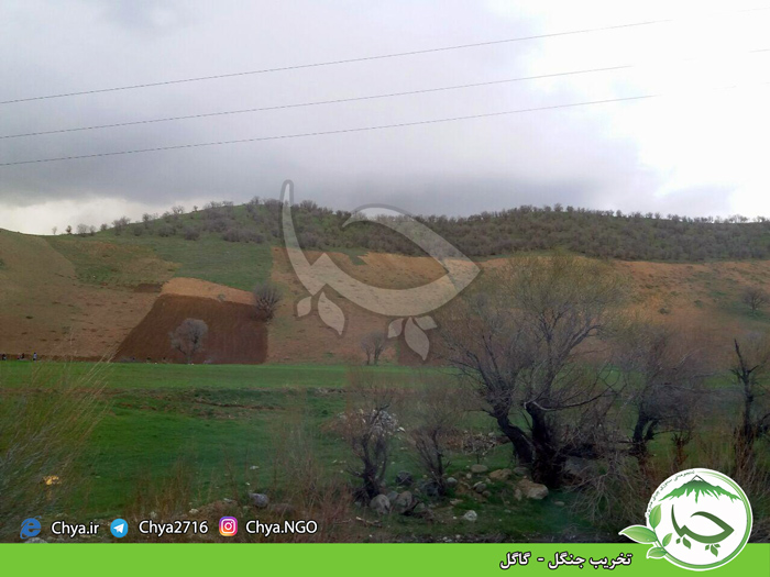 تخریب جنگل –  گاگل