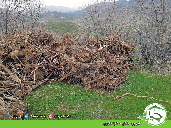 تخریب جنگل –  گوێزەکوێرە