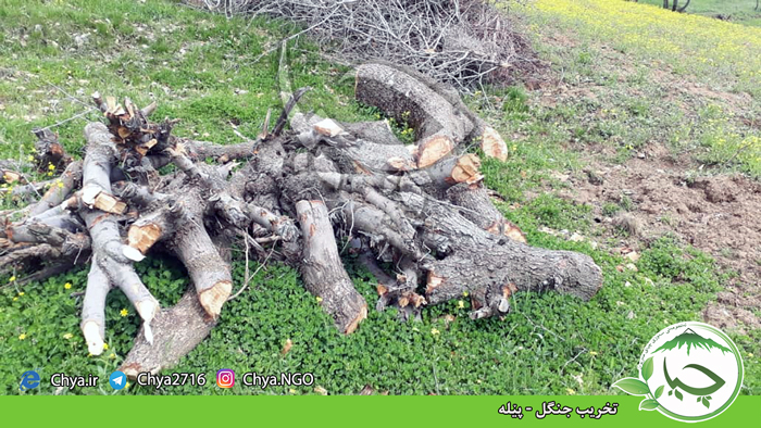 تخریب جنگل – پێلە