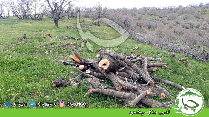 تخریب جنگل – ڕەشەدێ
