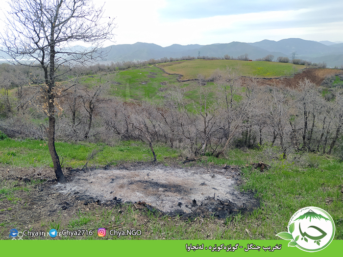 تخریب جنگل – گوێزەکوێرە ، لەنجاوا