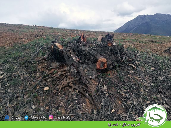 تخریب جنگل –  ئەسراوا