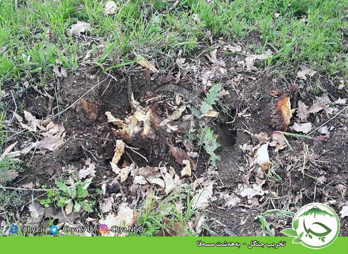 تخریب جنگل –  بەهەشت مسەفا