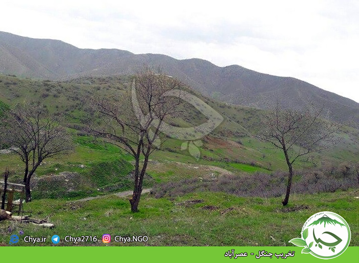 تخریب جنگل –  عصرآباد