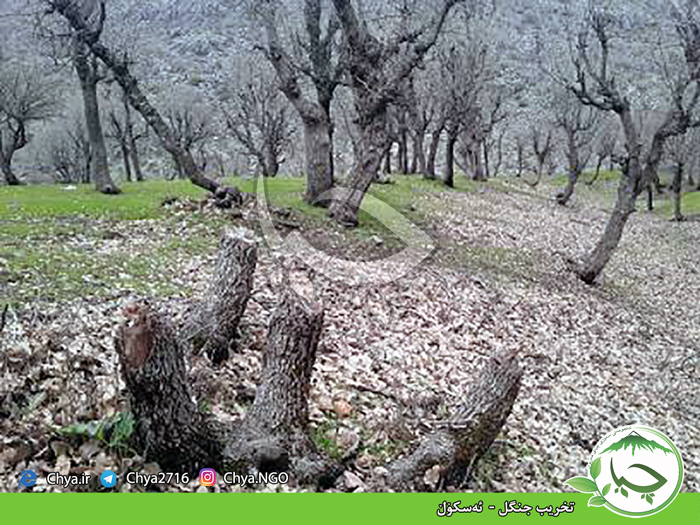 تخریب جنگل –  ئەسکۆڵ