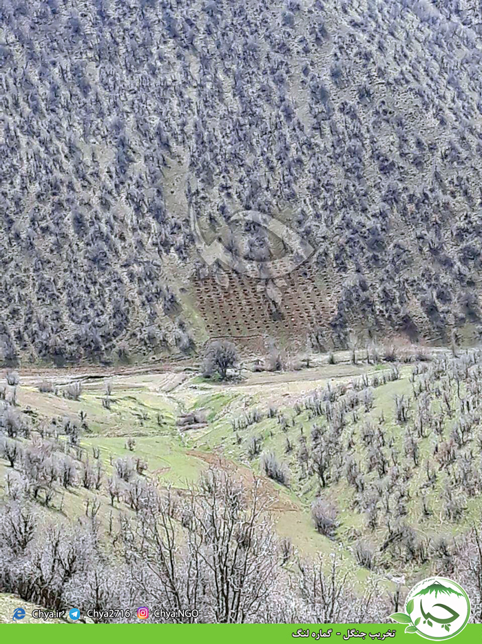 تخریب جنگل –  گماره لنگ