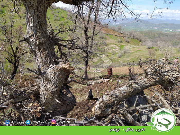 تخریب جنگل – تووتمەر