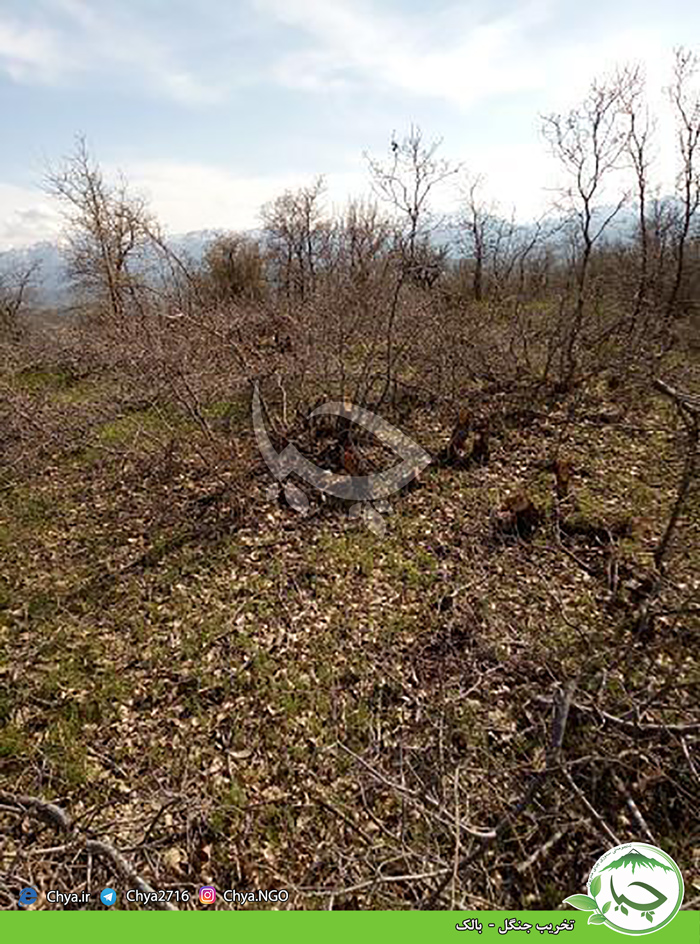 تخریب جنگل –  بالک