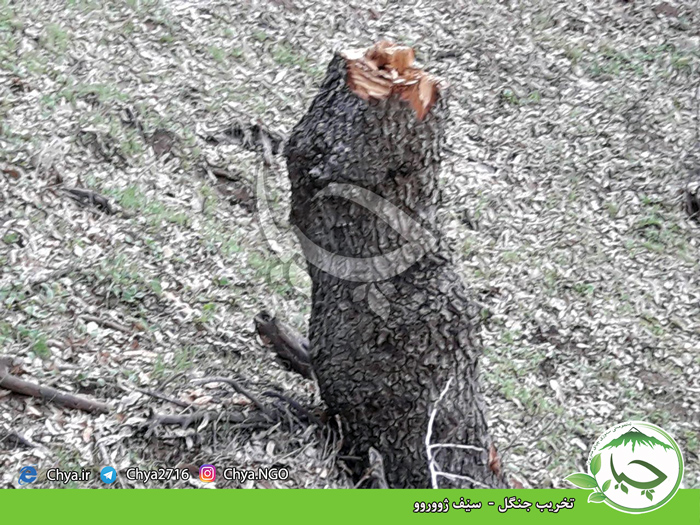 تخریب جنگل –  سێف ژووروو