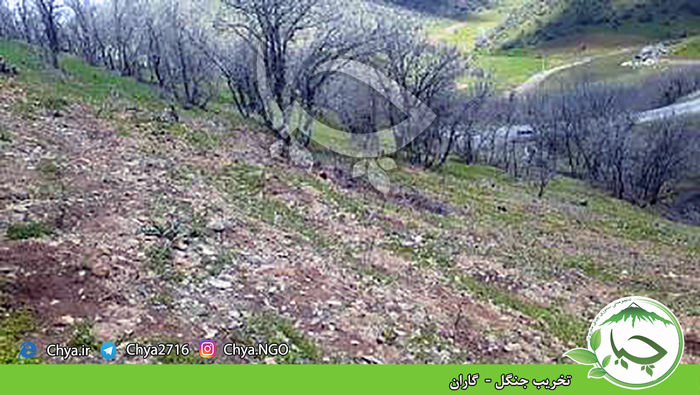 تخریب جنگل –  گاران