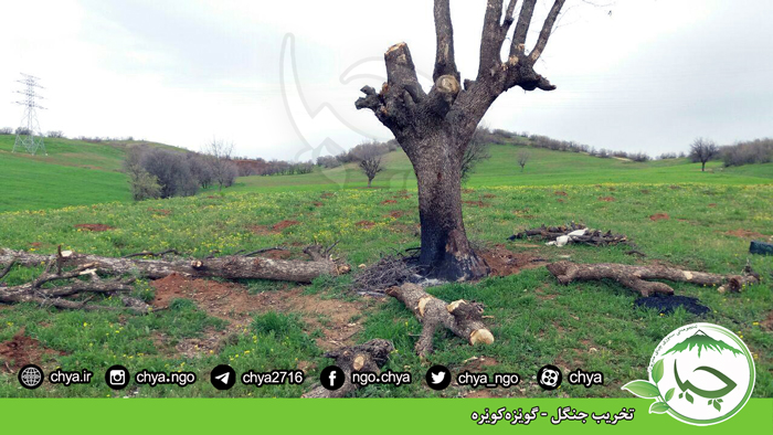 تخریب جنگل – گوێزەکوێرە