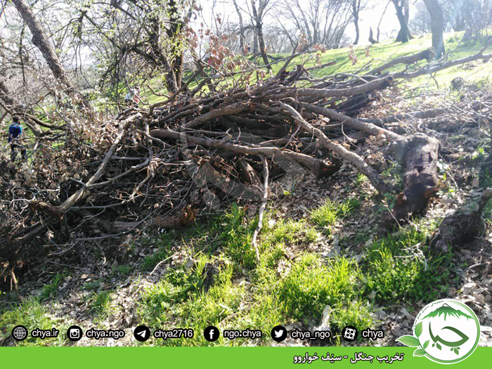 تخریب جنگل – سێف خواروو