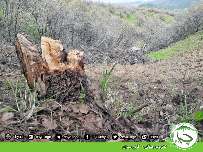 تخریب جنگل –  کانی میران