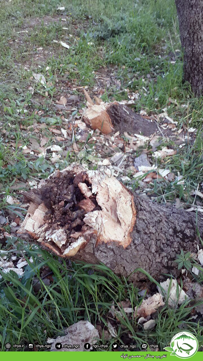 تخریب جنگل – حەسەن ئاوڵە