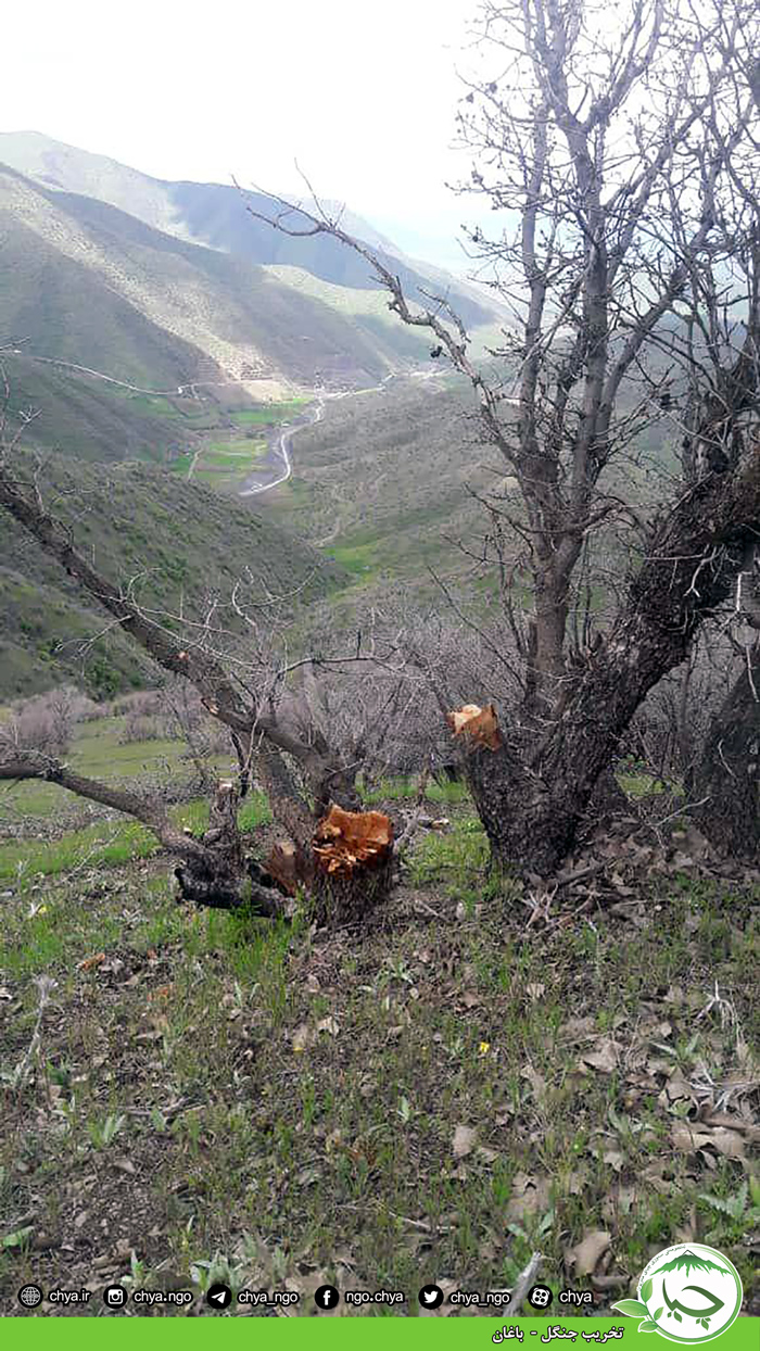 تخریب جنگل –  باغان