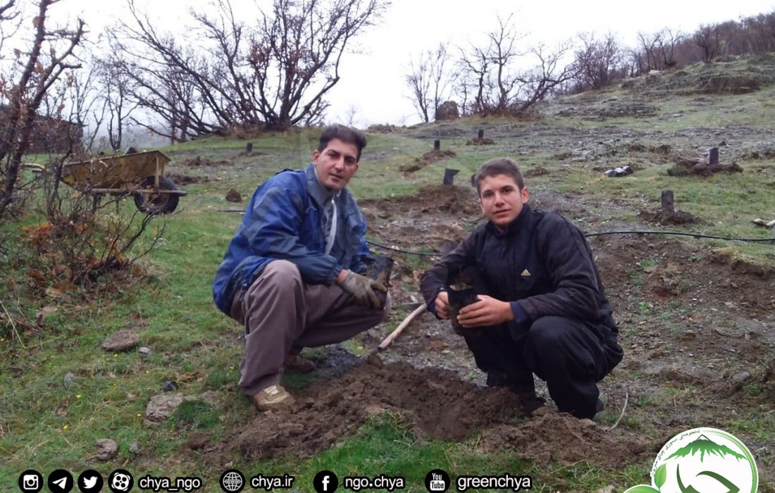 کاشت نهال در شهرهای مریوان و سنندج