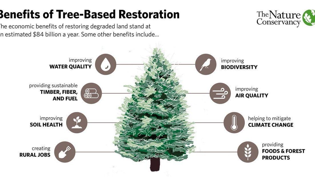 احیای درختان و جنگل ها چه مزایایی دارد؟