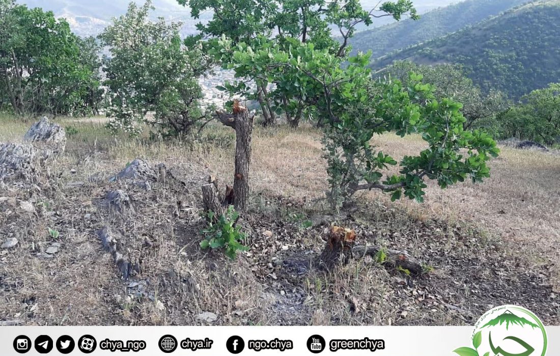 تخریب جنگل – ” ملەی چاوگ “